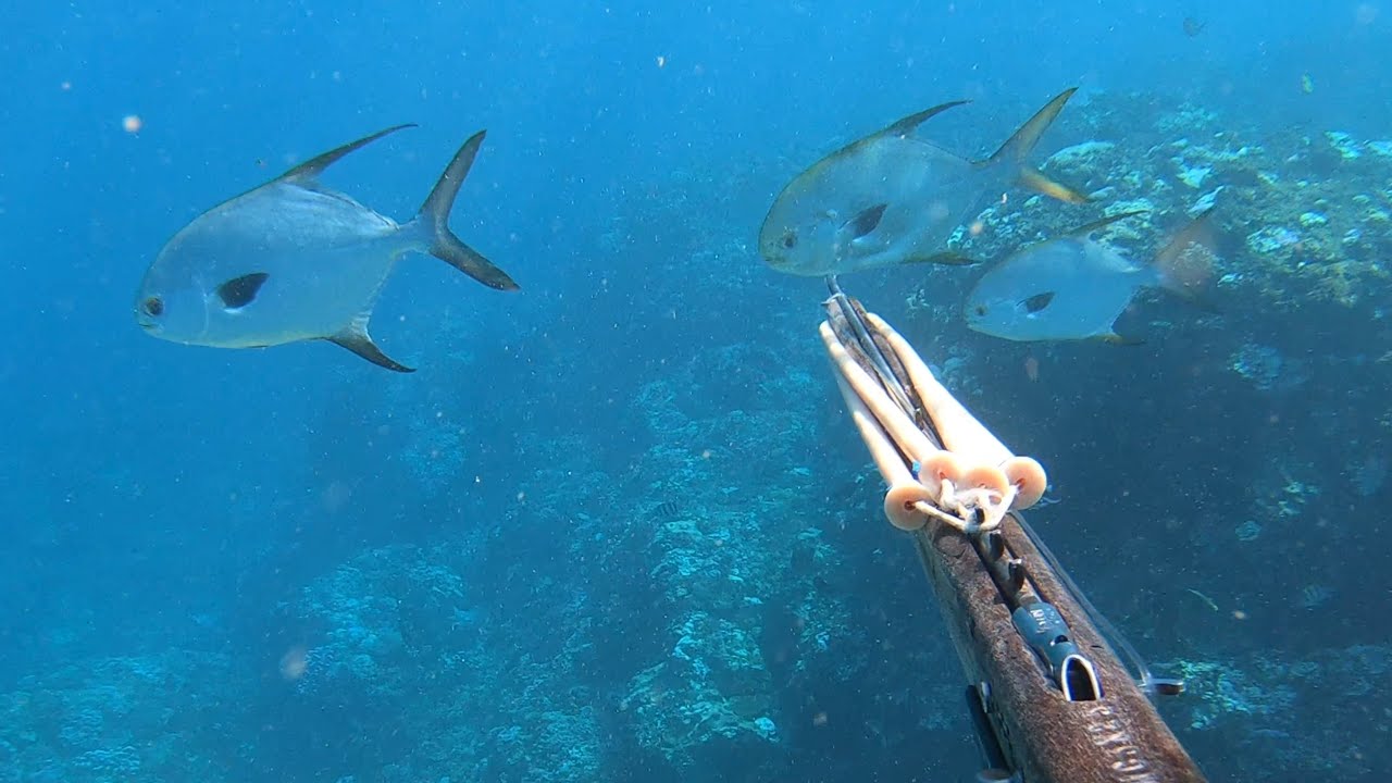 【素潜り魚突き】総重量150kg以上の魚を突く【spearfishing in JAPAN】