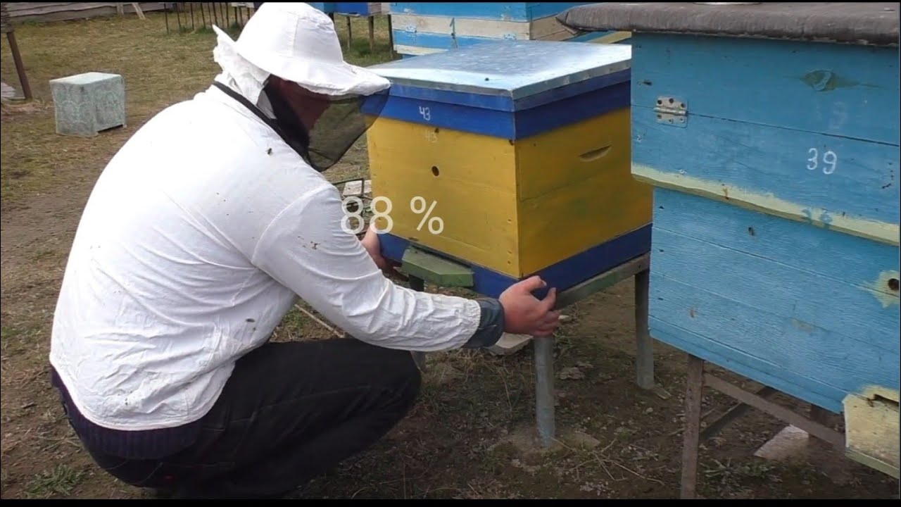 Як пересадити бджолину сім'ю в новий вулик?