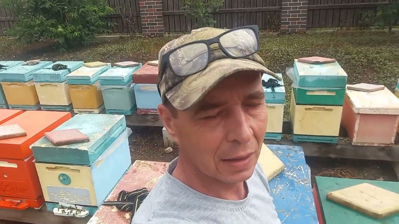 Продаются пчёлы 