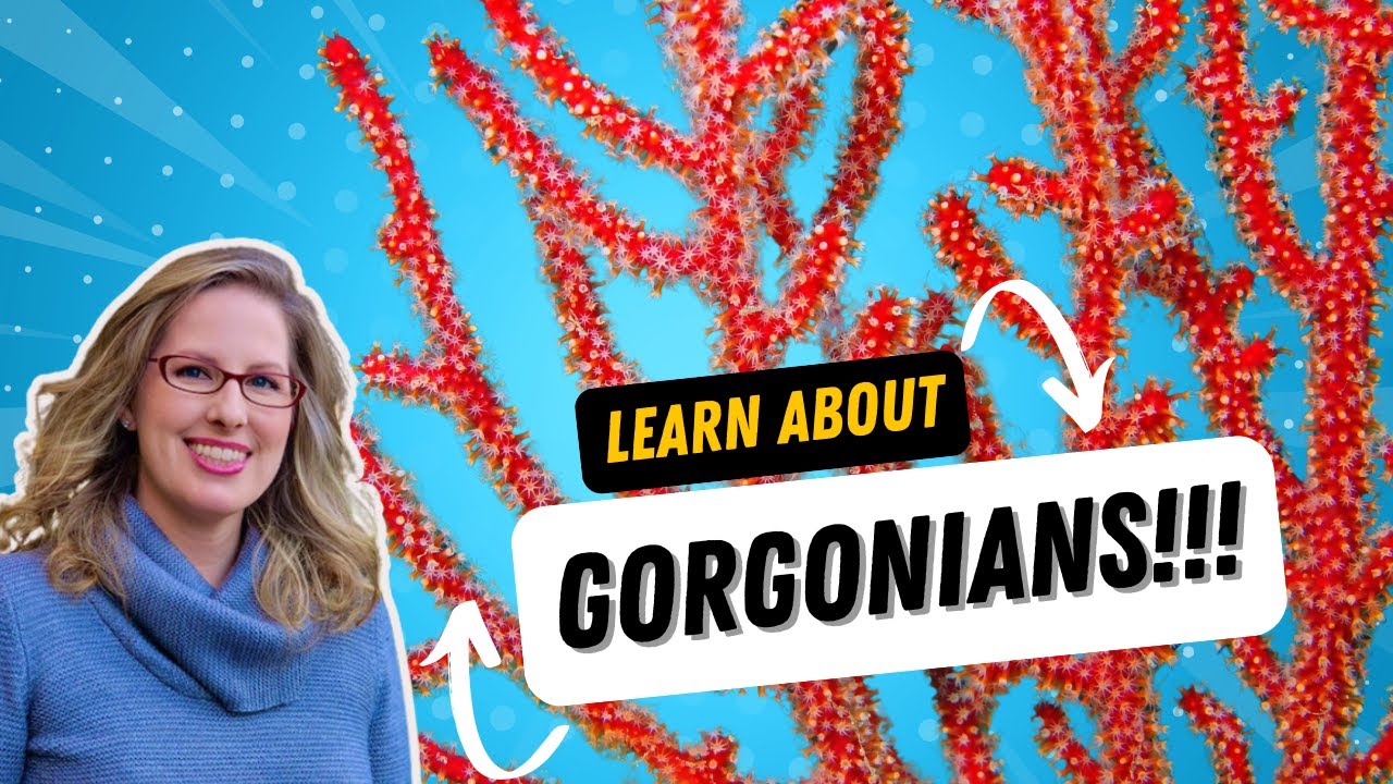 Upgrade Your Reef Tank with Gorgonians
