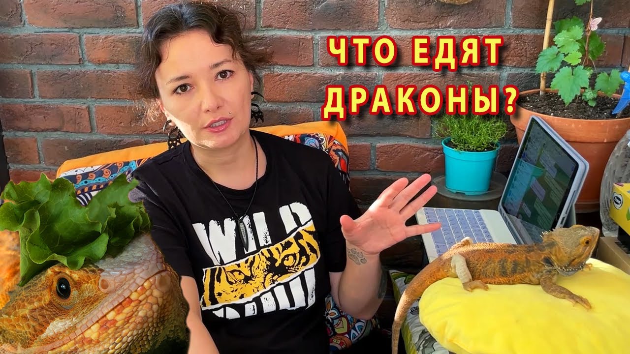 Рацион питания БОРОДАТОЙ АГАМЫ. Как и чем кормить своего Дракона?