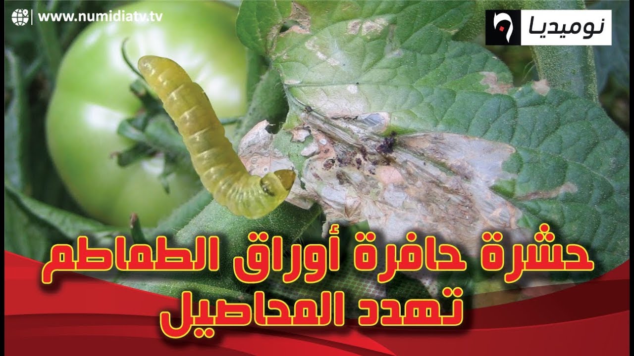 احذروا.. حشرة حفارة أوراق الطماطم تهدد المحاصيل
