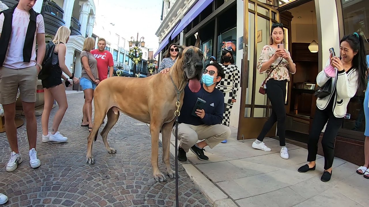 Cash 2.0 Great Dane holiday season in Beverly Hills 2