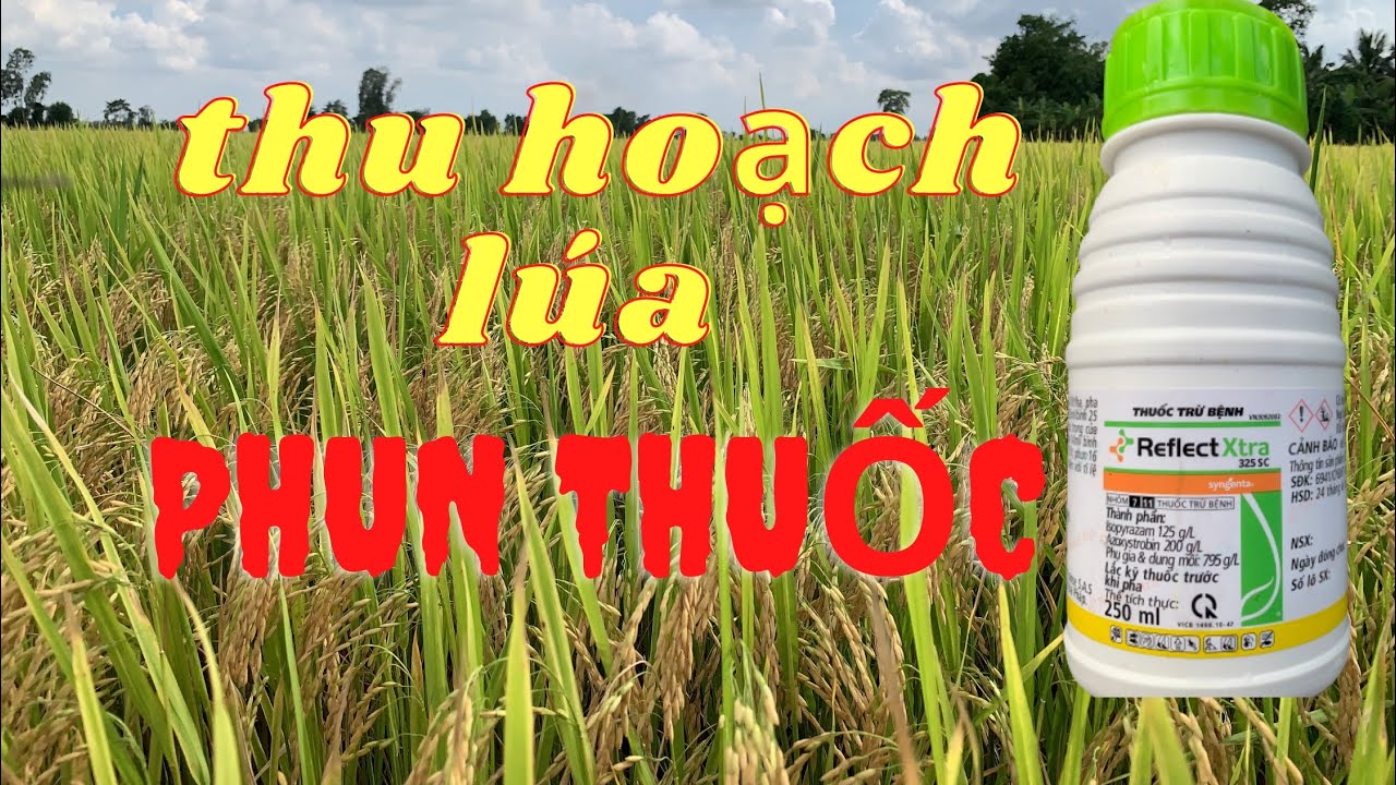 Cắt l&uacute;a đất phun thuốc Reflect Xtra 325 SC năng suất....???