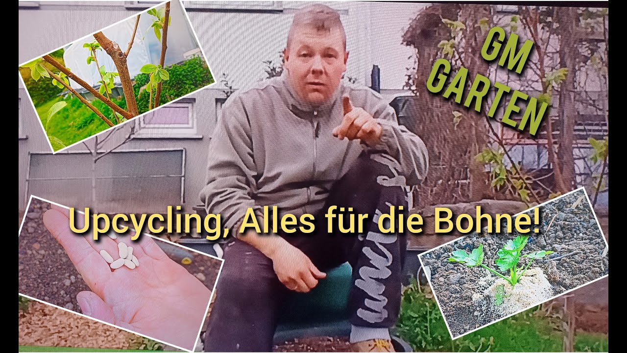 Upcycling, Rankgerüst für die Bohnen! Auspflanzen der Sellerie und ein neuer Baum zieht ein!
