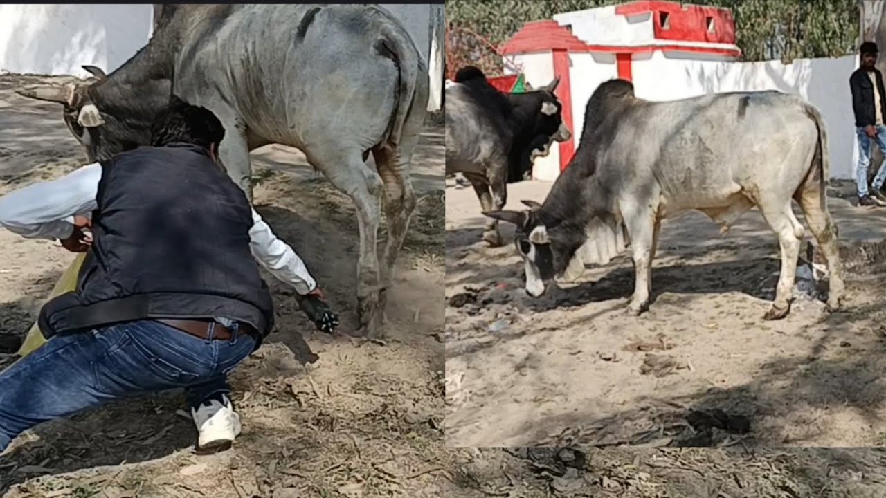 जहां भी गौवंश दिखे वहीं इलाज कराये, दर्द से आराम पाते,गौ सेवा गौ रक्षा हमारा धर्म 