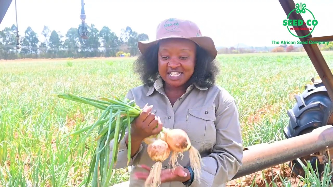 Onion Testimonial Headlands