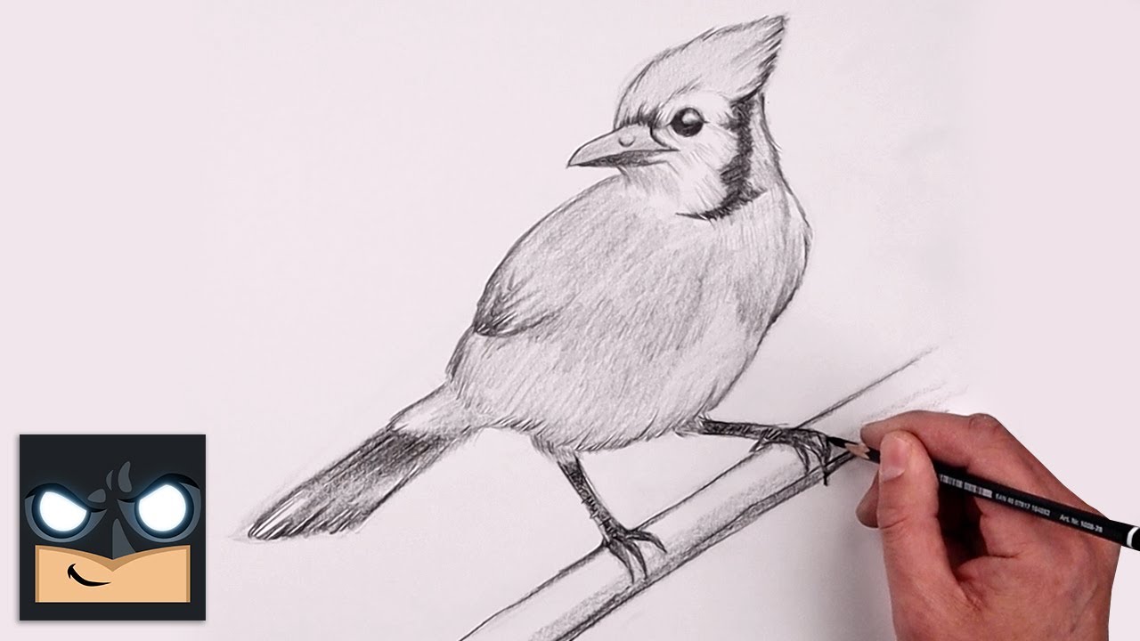 How To Draw a Bluejay | Beginner Pencil Sketch Tutorial (Step-by-Step)