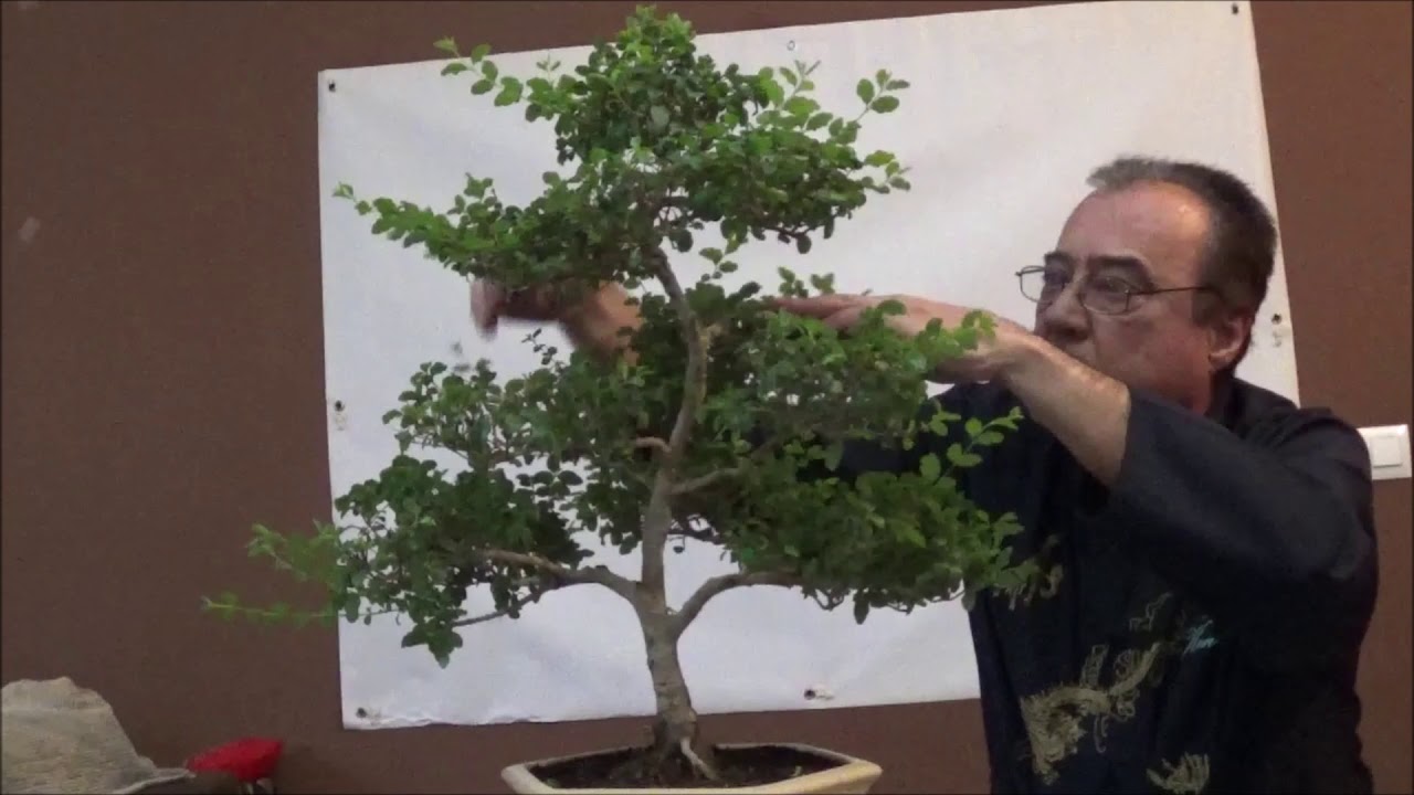 Trabajo en un bonsai Ligustrum