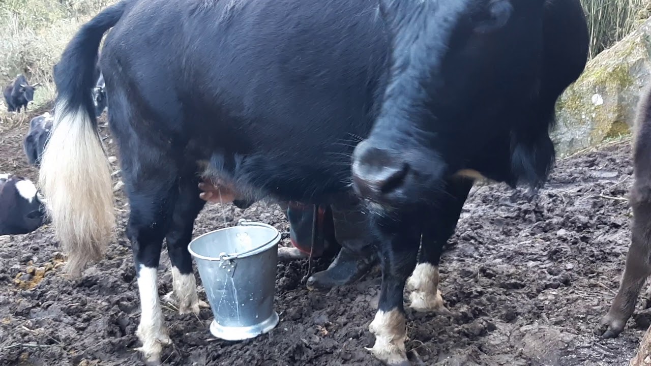 Yak(chauri) milking. Himalayan lifestyle. Gosaikunda RM6/ RASUWA,DHUNCHE