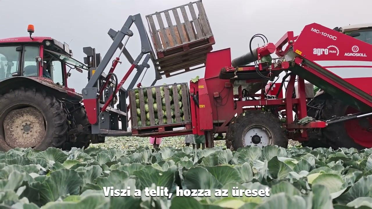 Asa-Lift MC-1010C káposzta betakarító gép [Bugyi határában] 2025