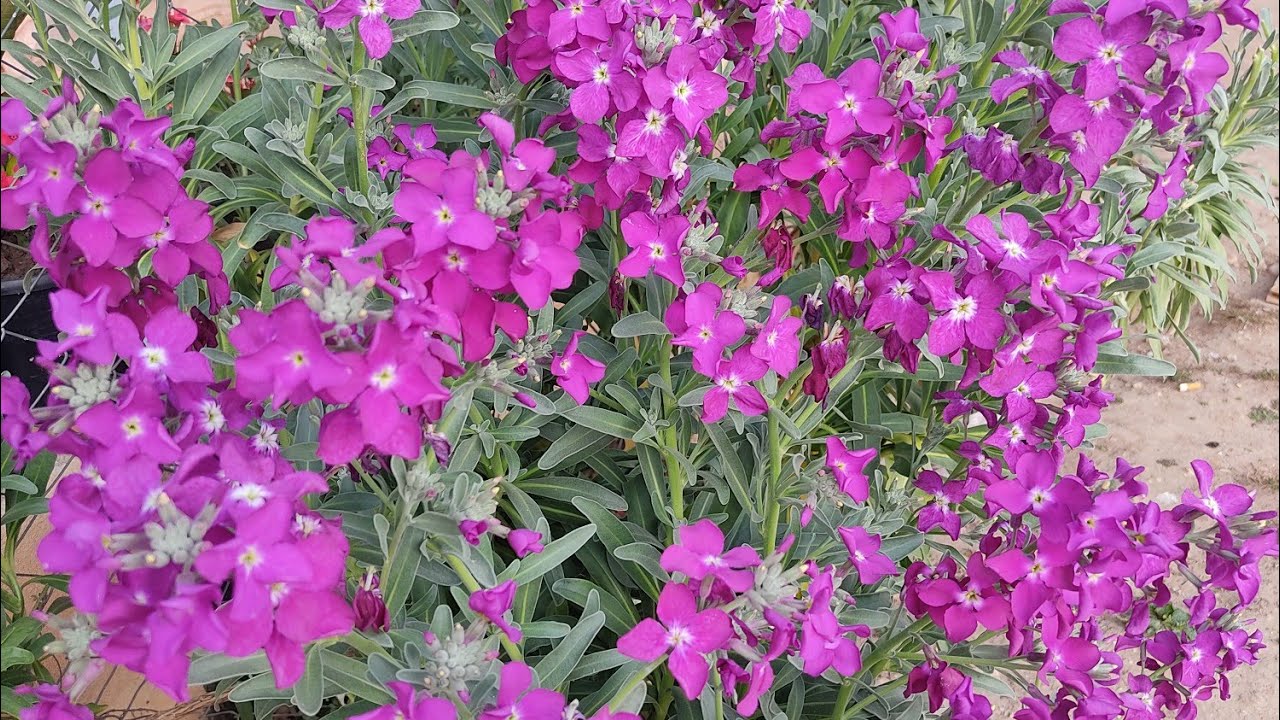 Şebboy Çiçeği Bakımı ve Çoğaltılması