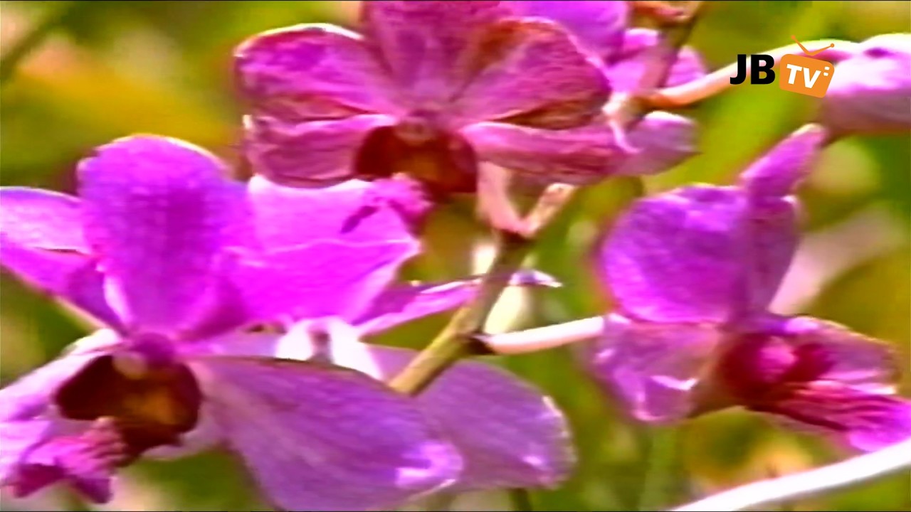 El Jardín Botánico muere de Miseria