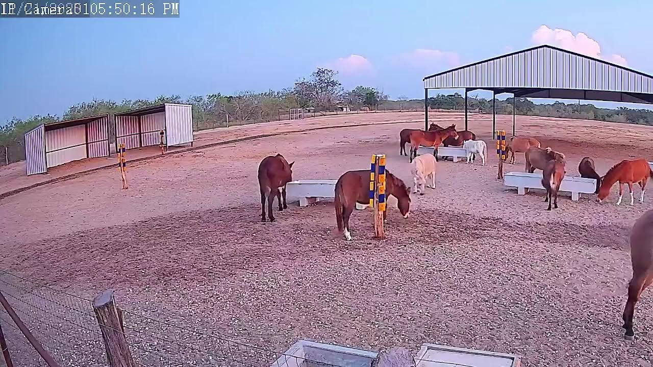 APPLE FEEDING TIME