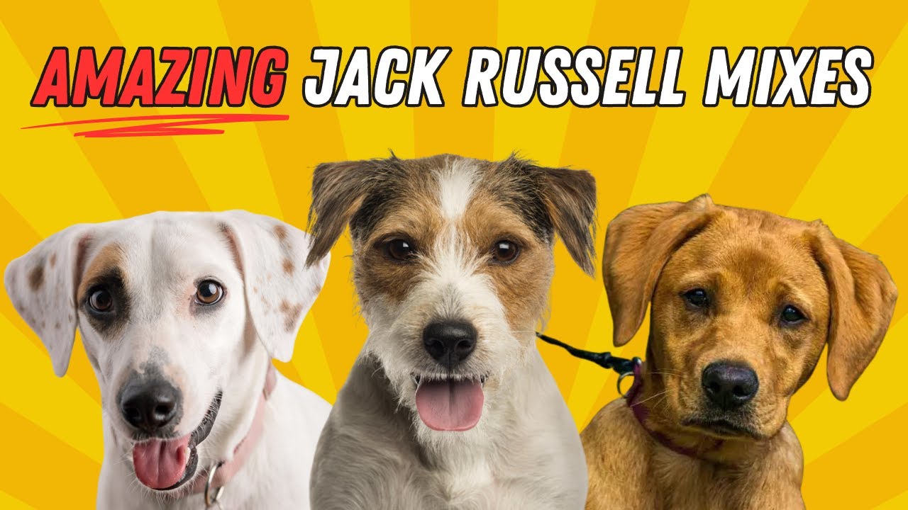 15 Jack Russell Mixes You Didn't Know Were Possible