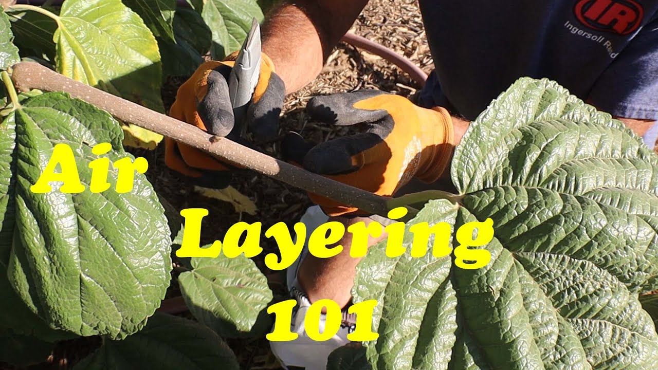 Our Favorite Way to Propagate Mulberry Trees | Air Layering 101