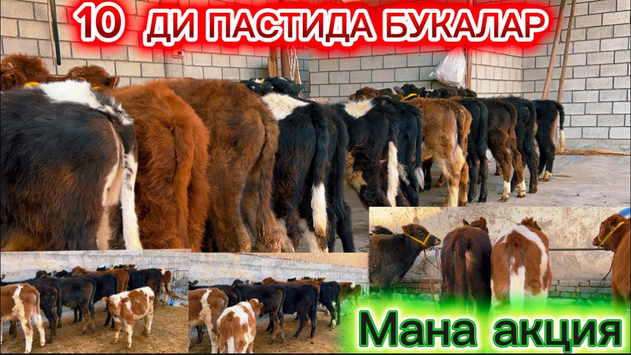 Бугин факат букалар сотамиз АКАЛАР  олишга арзигулик  кочатлар 2026.02.23