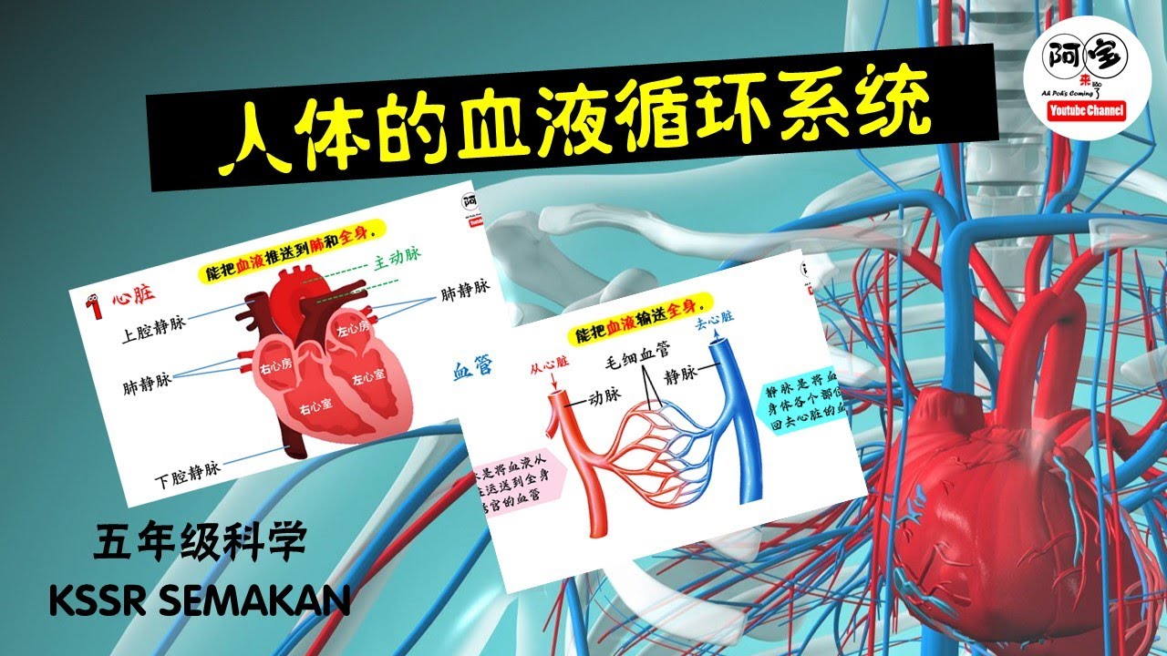 人体的血液循环系(五年级_KSSR SEMAKAN)