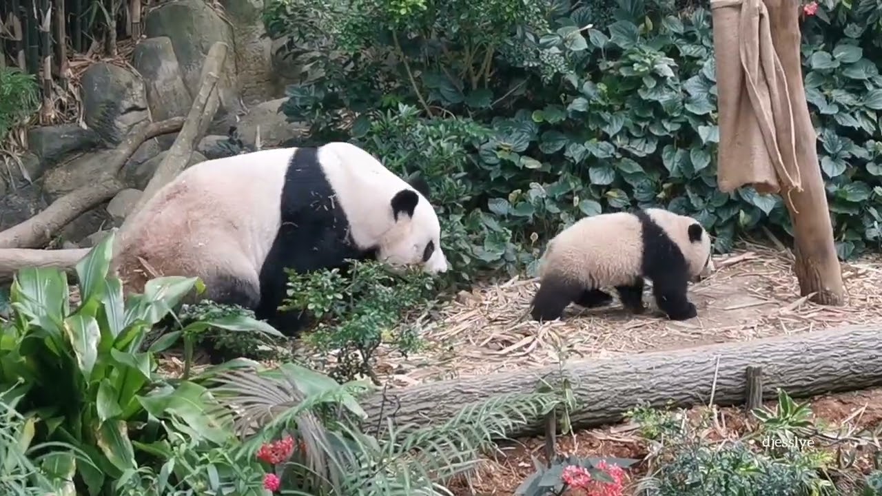 20220310 Giant Panda Le Le (叻叻) 1st public appearance with mum @ River Wonders Singapore (新加坡河川生态园)