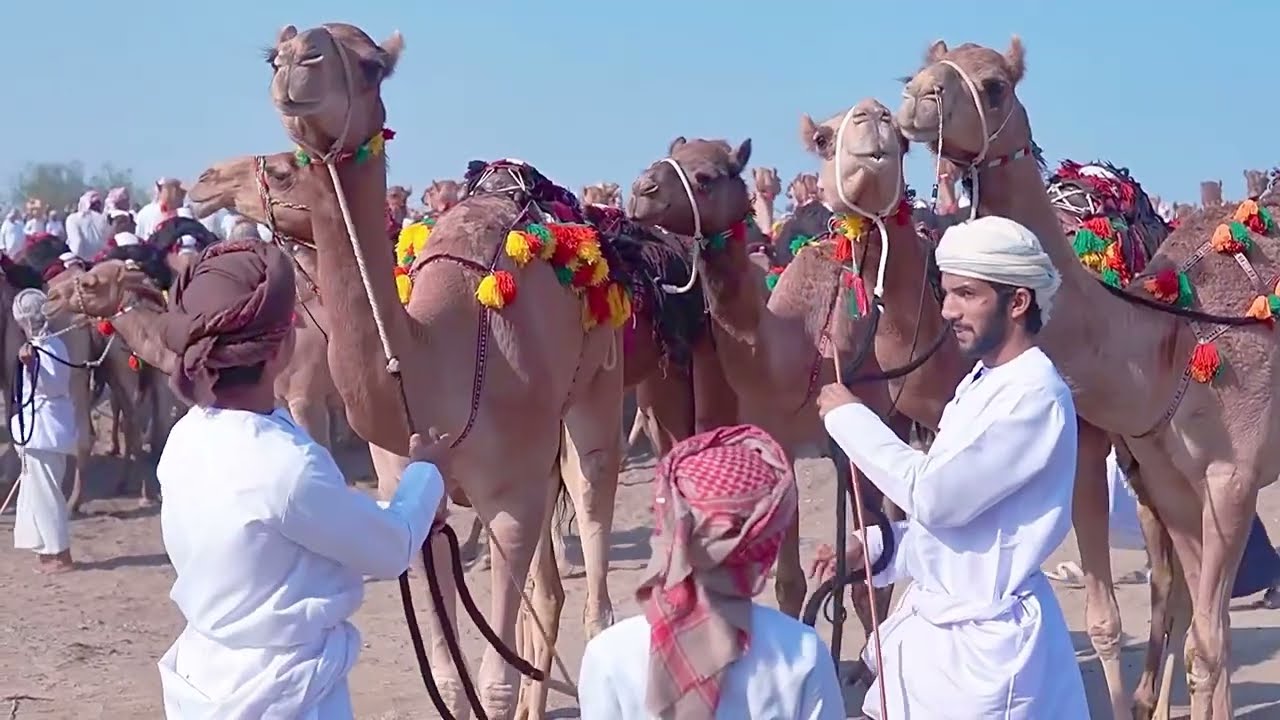 أفراح المقابيل | عرس عمر خميس المقبالي ( الشاطر ) فرقة سلطان الريسي