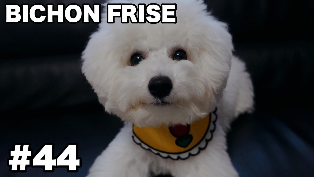 【Bichon Frise】ハーフバースデイに暴走する子犬 / ビションフリーゼ #44