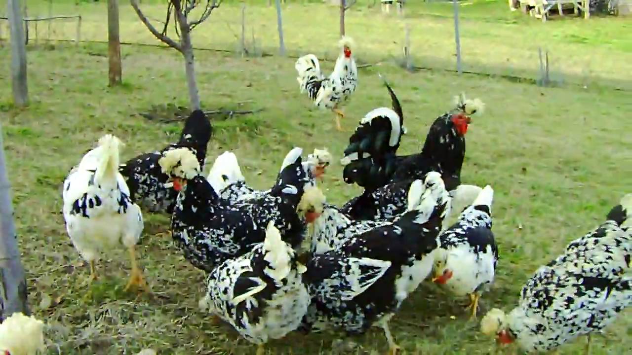 Pulat e Irfanit - Pejë, racë autoktone