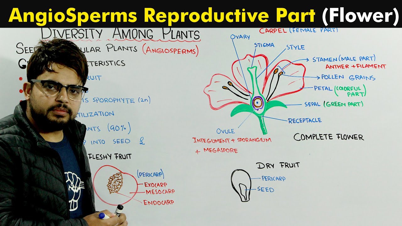 Angiosperms (General Characteristic) and Flower Structure and Function