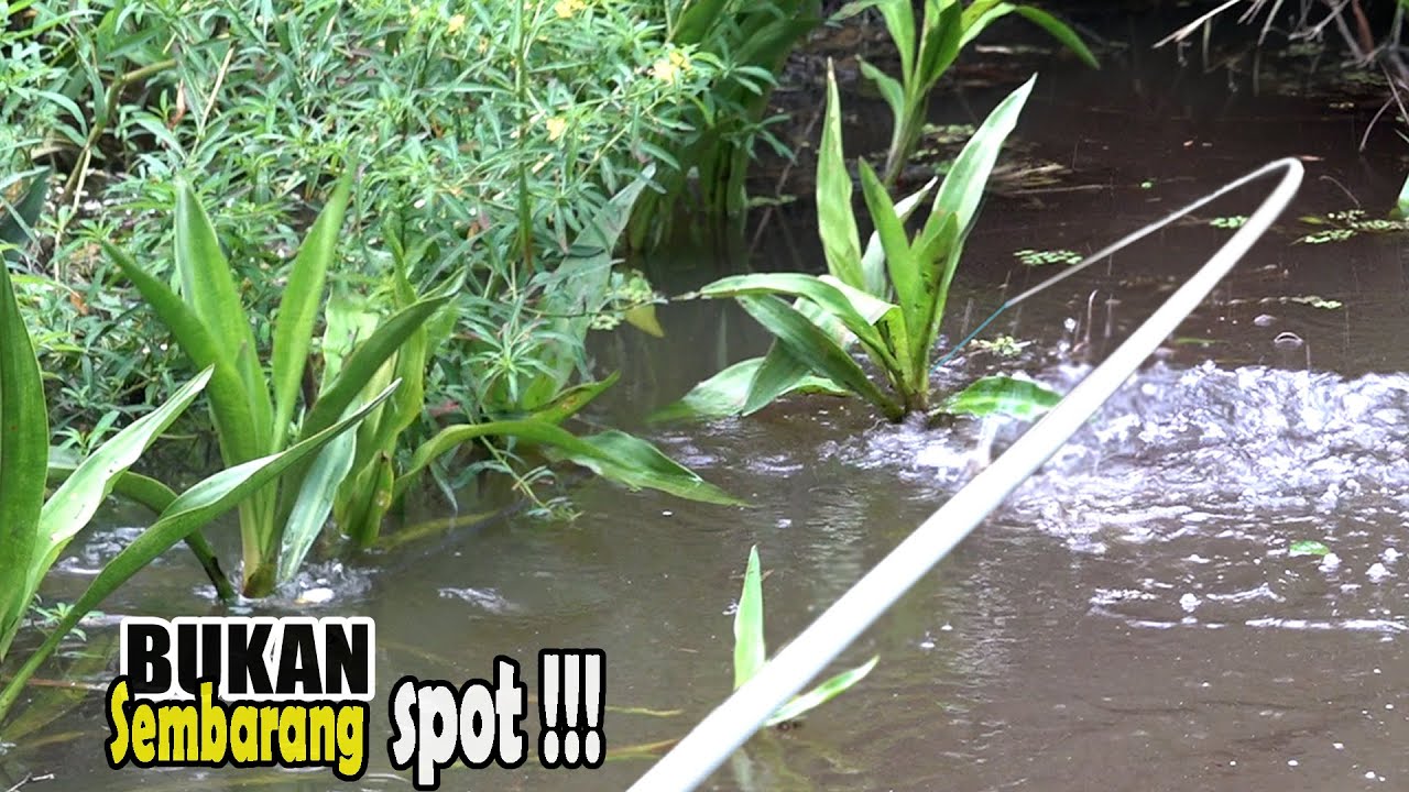 Musim Kemarau!!! Sungai ini bagaikan kolam pemancingan kelas VIP #SG-338