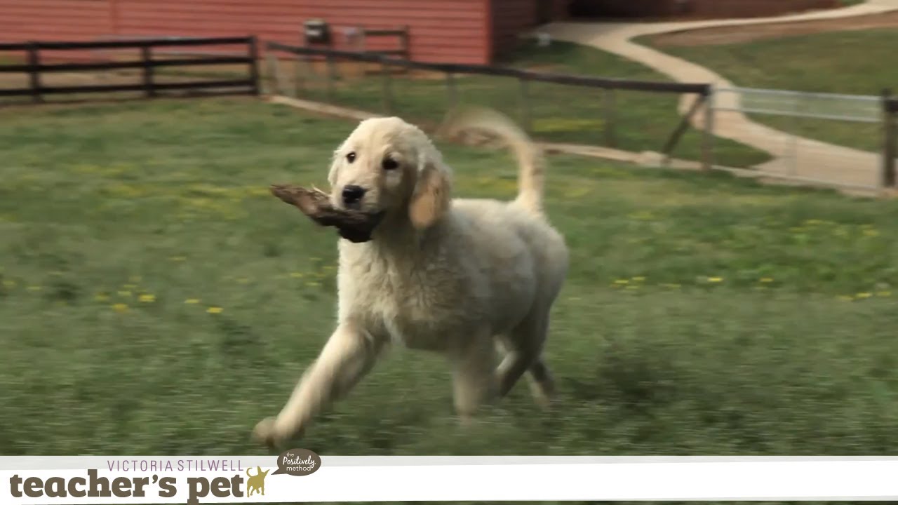 Exercising Your Dog | Teacher's Pet With Victoria Stilwell