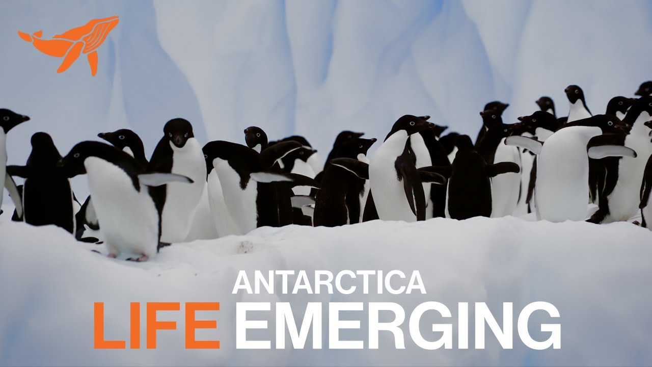 Beautiful and relaxing scenery | Antarctica: Life Emerging | Vancouver Symphony Orchestra