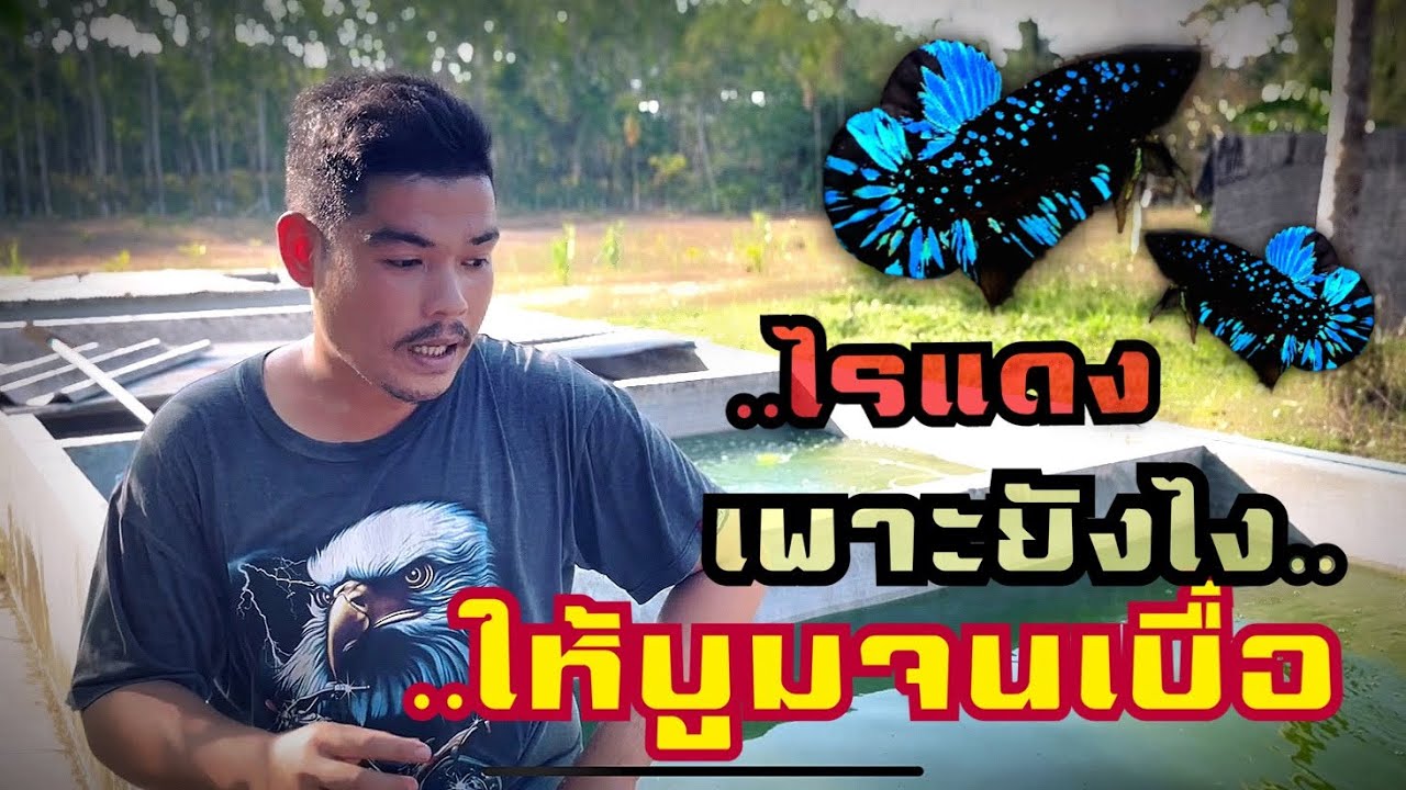 เพาะไรแดงยังไง ให้บูมจนเบื่อ.!  [ โป๊ยย’เซียน ]