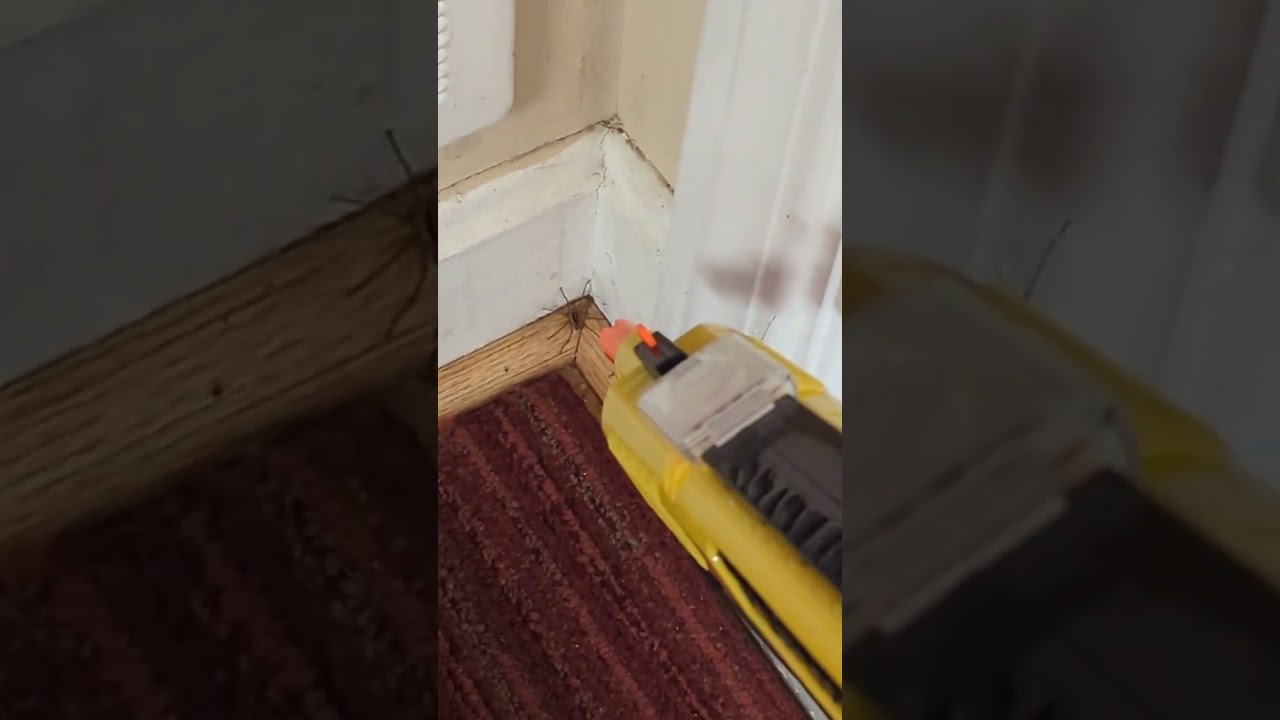 Spider VS Bug-A-Salt Gun