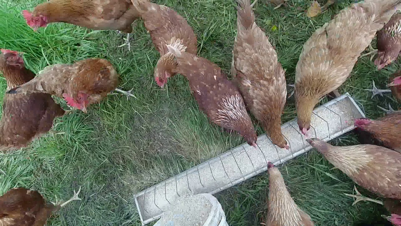 Relacja z farmy po przerwie. Codzienne obowiązki i ogród.
