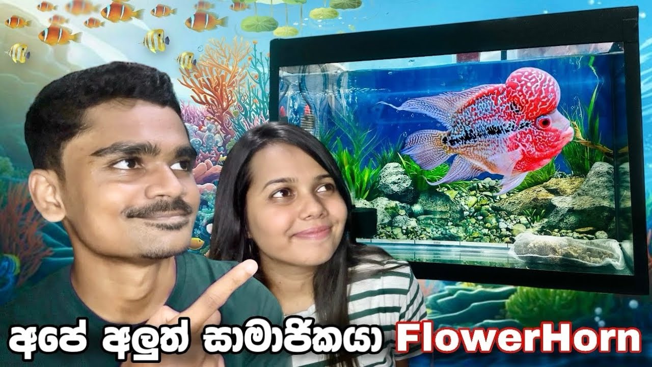අපේ අලුත් මාලු සාමාජිකයා ෆ්ලවර්හෝන් | Our New Beautiful FlowerHorn Fish