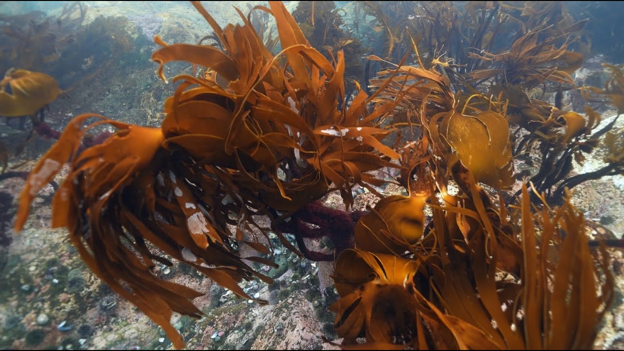 Sandøya Dive Trip | SUT Styretur 2025