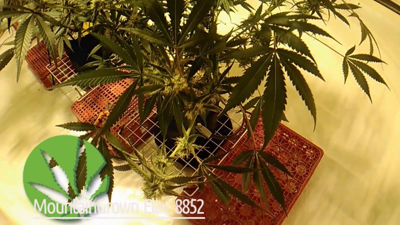 WEEK 5 Flower Report / Liberty Haze / 6