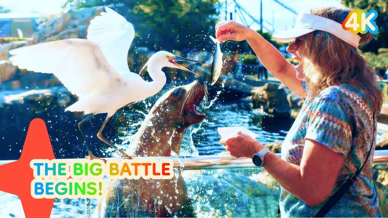 FOOD BATTLE!!! Sea lions vs. birds!