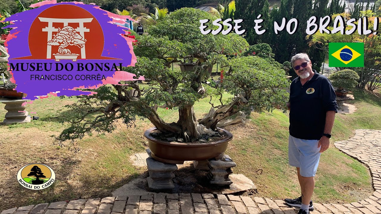 VISITA AO MUSEU DO BONSAI FRANCISCO CORRÊA