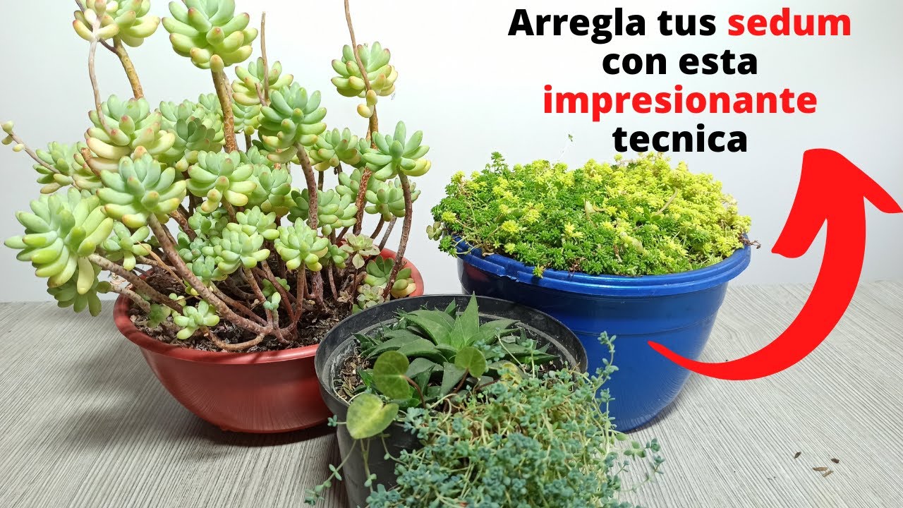 arregla tus sedum etiolados con esta tecnica