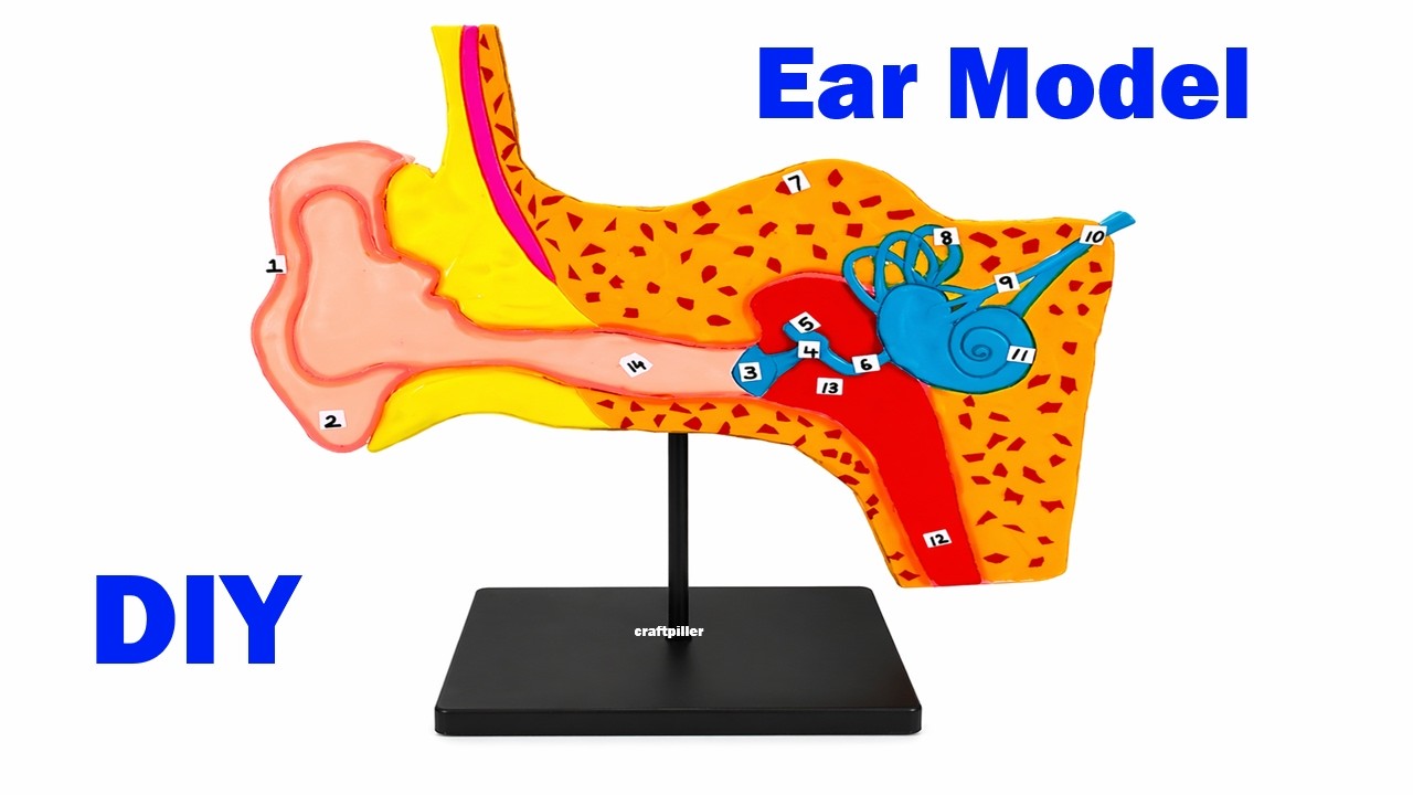 ear model (3d) making for science fair project |  diy at home | craftpiller  | still model