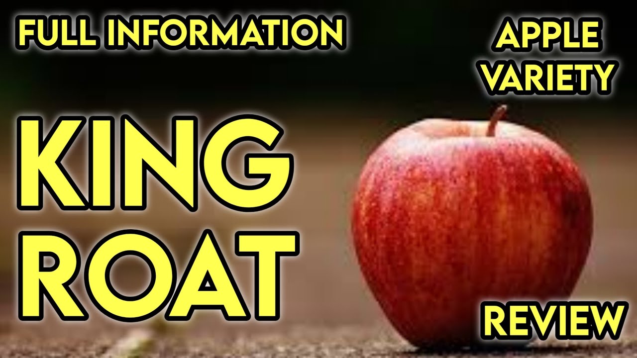 King Roat Apple Variety(Review)||MSC Apple Orchards||Exclusive Update (2021)