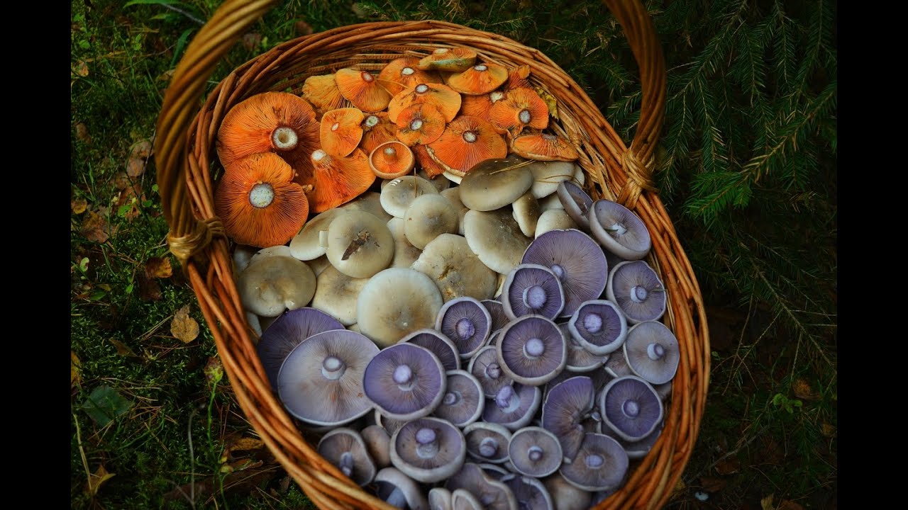 Грибное разнообразие октября. Рыжики, рядовки, белые, опята.