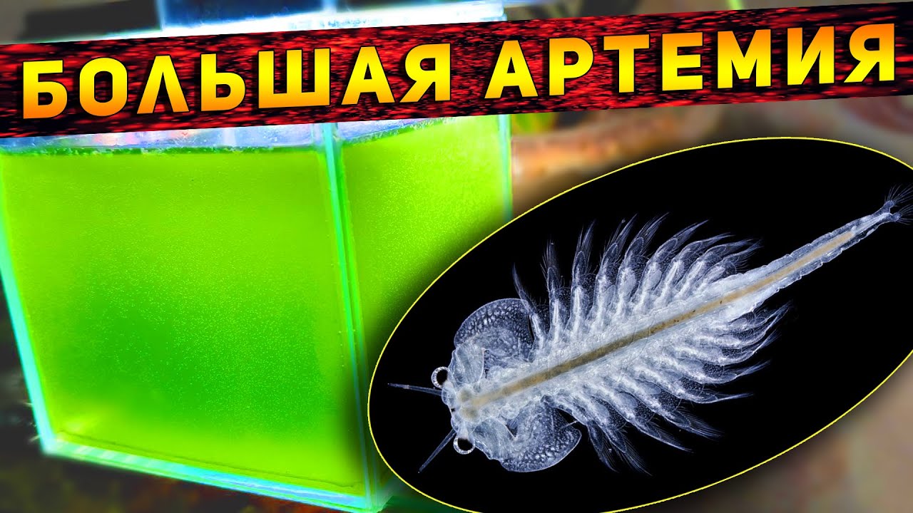 Артемия как вырастить до взрослой особи! Питомцы Юрского периода!