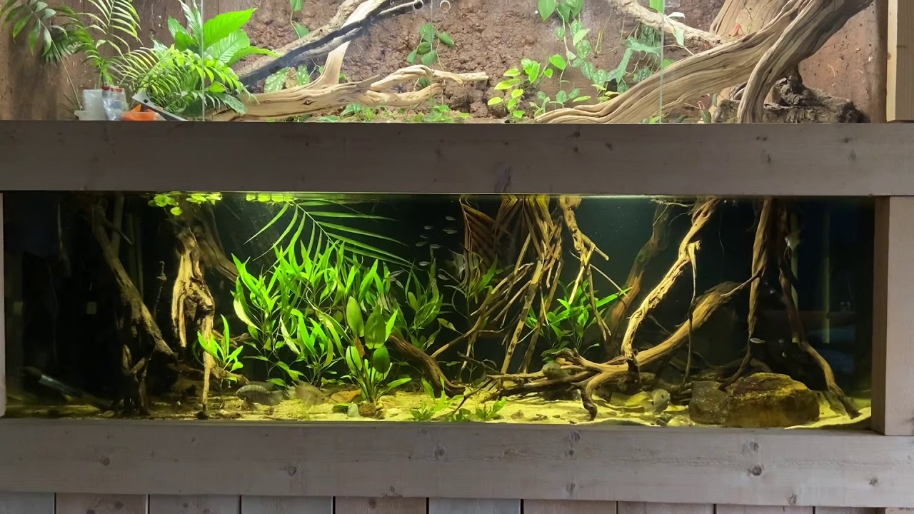 2m South American themed aquarium