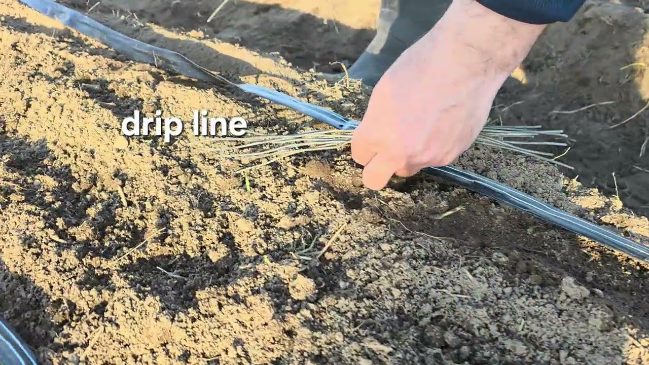 6 апреля 2026 г.drip line