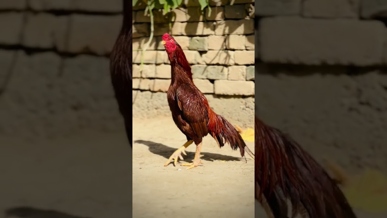 Check Quality | DESI ASEEL Breeding Farm Popular Breed 