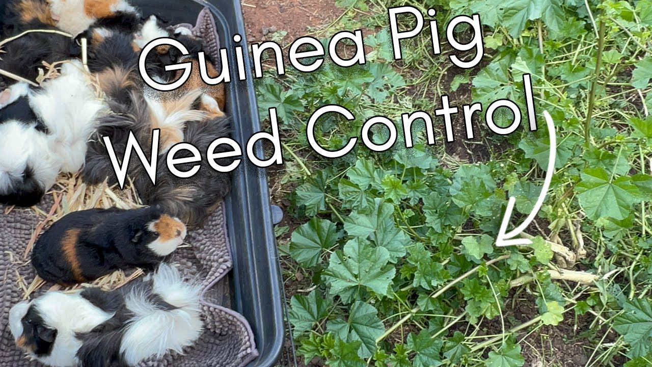 How I Use Guinea Pigs to Get Rid of Big Weeds in My Yard