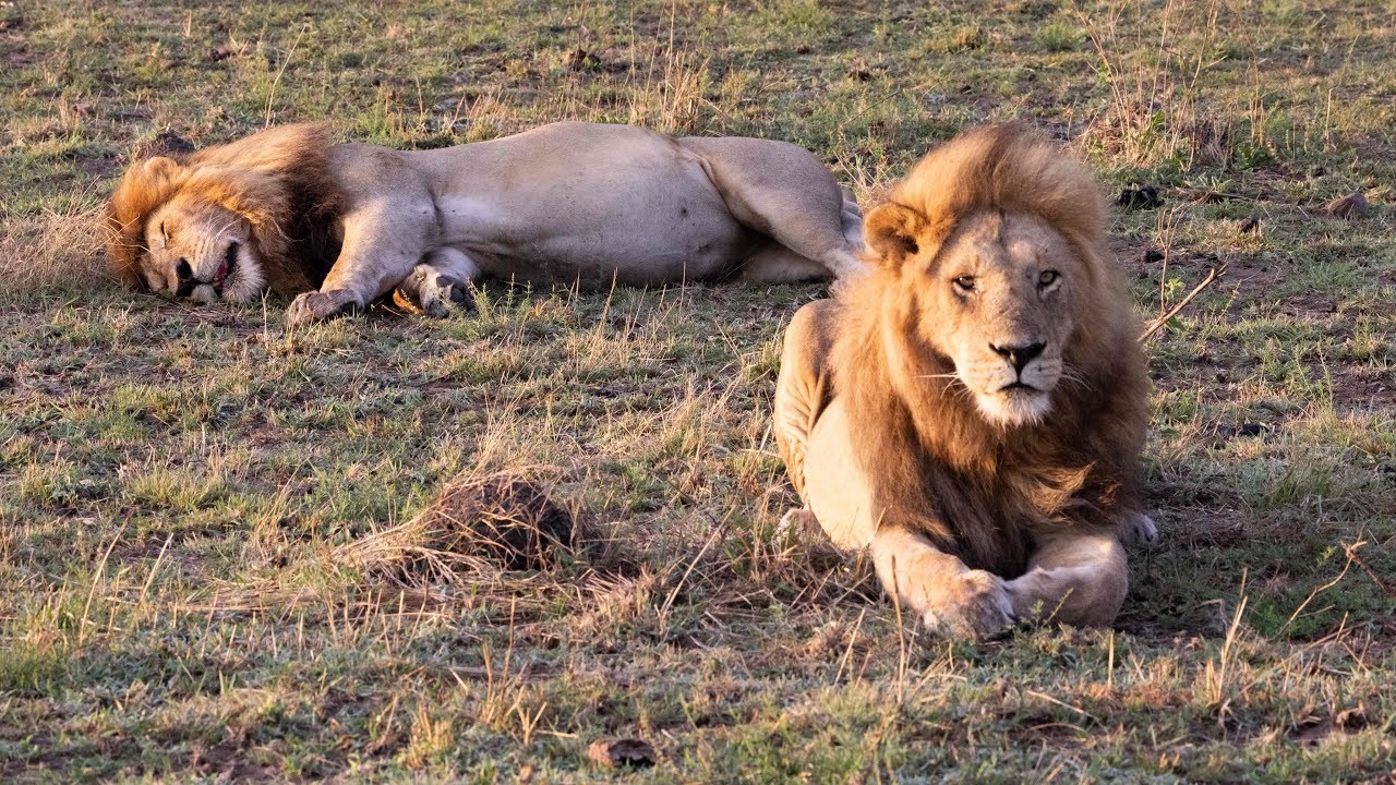 Kings of the Sunset: 2 males, Kaz Kaz boys, leaders of the Lookout Pride after a feast