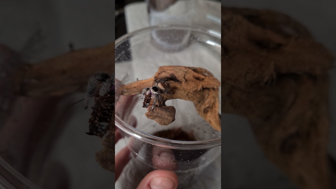 Phidippus regius Soroa dorosle samice  / adult females