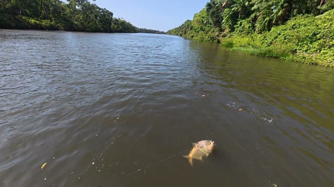UM DIA DO PEIXE OUTRO DO PESCADOR  #tambaqui #barreirinhas